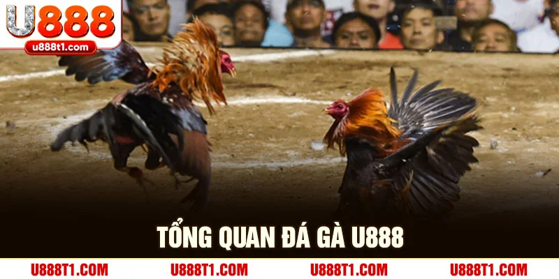 Tổng quan đá gà U888