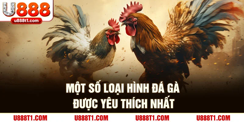 Một số loại hình đá gà được yêu thích nhất