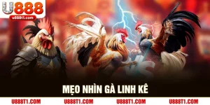 Mẹo Nhìn Gà Linh Kê Để Đảm Bảo Chiến Thắng Mỗi Trận