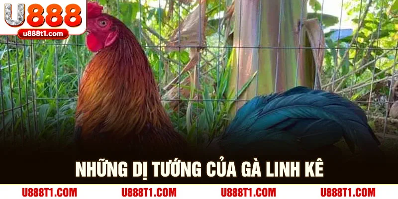 Những dị tướng của gà linh kê