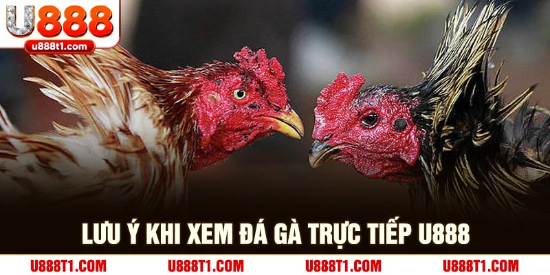Lưu ý khi xem đá gà trực tiếp tại U888
